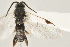  ( - DHJPAR0040433)  @12 [ ] CreativeCommons - Attribution Non-Commercial Share-Alike (2015) Jose L. Fernandez-Triana Canadian National Collection