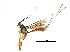 ( - DHJPAR0041397)  @11 [ ] CreativeCommons - Attribution (2018) CBG Photography Group Centre for Biodiversity Genomics