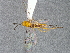  ( - DHJPAR0041506)  @12 [ ] CreativeCommons - Attribution Non-Commercial Share-Alike (2015) Jose L. Fernandez-Triana Canadian National Collection