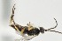  ( - DHJPAR0041762)  @12 [ ] CreativeCommons - Attribution Non-Commercial Share-Alike (2015) Jose L. Fernandez-Triana Canadian National Collection