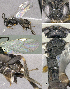  ( - DHJPAR0042048)  @12 [ ] CreativeCommons  Attribution Non-Commercial Share-Alike (2018) Jose Fernandez-Triana Canadian National Collection of Insects, Arachnids and Nematodes