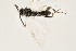  ( - DHJPAR0042048)  @12 [ ] CreativeCommons - Attribution Non-Commercial Share-Alike (2015) Jose L. Fernandez-Triana Canadian National Collection