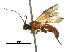  (Yelicones woldai - DHJPAR0055816)  @14 [ ] CreativeCommons - Attribution (2018) CBG Photography Group Centre for Biodiversity Genomics