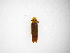  ( - INB0003877450)  @11 [ ] Copyright (2012) J. Lewis Instituto Nacional de Biodiversidad