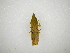  ( - INB0003888494)  @11 [ ] Copyright (2012) J. Lewis Instituto Nacional de Biodiversidad