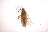  ( - INB0003986109)  @13 [ ] Copyright (2012) J. Lewis Instituto Nacional de Biodiversidad