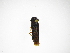  (Oncometopia sp. 8 - INB0004155288)  @12 [ ] Copyright (2012) J. Lewis Instituto Nacional de Biodiversidad