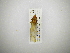  (Diestostemma diommonotum - INB0004224875)  @13 [ ] Copyright (2012) J. Lewis Instituto Nacional de Biodiversidad