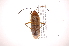  ( - INB0004242745)  @12 [ ] Copyright (2012) J. Lewis Instituto Nacional de Biodiversidad