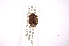  ( - INBIOCRI001762358)  @11 [ ] Copyright (2012) Jim Lewis Instituto Nacional de Biodiversidad