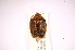  ( - INBIOCRI002045480)  @13 [ ] Copyright (2012) Jim Lewis Instituto Nacional de Biodiversidad