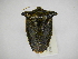 ( - INBIOCRI002235382)  @11 [ ] Copyright (2012) Jim Lewis Instituto Nacional de Biodiversidad