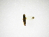  ( - INBIOCRI002488889)  @11 [ ] Copyright (2012) J. Lewis Instituto Nacional de Biodiversidad