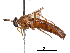  (Nemomydas melanopogon - CCDB-31120-A08)  @11 [ ] CreativeCommons - Attribution (2017) CBG Photography Group Centre for Biodiversity Genomics