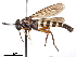  (Mydaselpis ngurumani - CCDB-31120-C01)  @11 [ ] CreativeCommons - Attribution (2017) CBG Photography Group Centre for Biodiversity Genomics