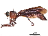  (Ammophilomima - CCDB-31120-C04)  @11 [ ] CreativeCommons - Attribution (2017) CBG Photography Group Centre for Biodiversity Genomics
