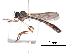  (Beameromyia - CCDB-31120-C06)  @11 [ ] CreativeCommons - Attribution (2017) CBG Photography Group Centre for Biodiversity Genomics