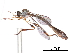  (Eurhabdus - CCDB-31120-C07)  @11 [ ] CreativeCommons - Attribution (2017) CBG Photography Group Centre for Biodiversity Genomics