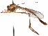  (Lobus - CCDB-31120-C10)  @11 [ ] CreativeCommons - Attribution (2017) CBG Photography Group Centre for Biodiversity Genomics