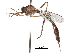  (Mesoleptogaster - CCDB-31120-C11)  @11 [ ] CreativeCommons - Attribution (2017) CBG Photography Group Centre for Biodiversity Genomics