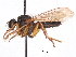  (Ommatius persuasus - CCDB-31120-D08)  @11 [ ] CreativeCommons - Attribution (2017) CBG Photography Group Centre for Biodiversity Genomics