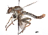  ( - CCDB-31120-D10)  @11 [ ] CreativeCommons - Attribution (2017) CBG Photography Group Centre for Biodiversity Genomics