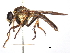  (Ommatius dilatipennis - CCDB-31120-D12)  @11 [ ] CreativeCommons - Attribution (2017) CBG Photography Group Centre for Biodiversity Genomics