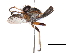  ( - CCDB-31120-E01)  @12 [ ] CreativeCommons - Attribution (2017) CBG Photography Group Centre for Biodiversity Genomics