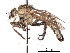  (Hypenetes digitatus - CCDB-31120-E07)  @11 [ ] CreativeCommons - Attribution (2017) CBG Photography Group Centre for Biodiversity Genomics