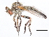  (Sisyrnodytini - CCDB-31120-F01)  @11 [ ] CreativeCommons - Attribution (2017) CBG Photography Group Centre for Biodiversity Genomics