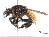  (Dasyllis sp - CCDB-31120-F10)  @11 [ ] CreativeCommons - Attribution (2017) CBG Photography Group Centre for Biodiversity Genomics