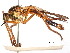  (Molobratia japonica - CCDB-31120-G02)  @11 [ ] CreativeCommons - Attribution (2017) CBG Photography Group Centre for Biodiversity Genomics