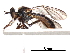  (Afromosia - CCDB-31120-G06)  @11 [ ] CreativeCommons - Attribution (2017) CBG Photography Group Centre for Biodiversity Genomics