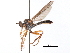  (Anoplothyrea - CCDB-31120-G08)  @11 [ ] CreativeCommons - Attribution (2017) CBG Photography Group Centre for Biodiversity Genomics