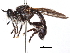  ( - CCDB-31120-H02)  @11 [ ] CreativeCommons - Attribution (2017) CBG Photography Group Centre for Biodiversity Genomics