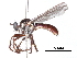  (Eumecosoma - CCDB-31120-H07)  @11 [ ] CreativeCommons - Attribution (2017) CBG Photography Group Centre for Biodiversity Genomics