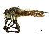  (Trichomachimus - CCDB-31122-A04)  @11 [ ] CreativeCommons - Attribution (2017) CBG Photography Group Centre for Biodiversity Genomics