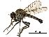  (Cophura arizonensis - CCDB-31122-A10)  @11 [ ] CreativeCommons - Attribution (2017) CBG Photography Group Centre for Biodiversity Genomics
