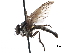  (Holopogon niveoscutum - CCDB-31122-A12)  @11 [ ] CreativeCommons - Attribution (2017) CBG Photography Group Centre for Biodiversity Genomics