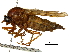 ( - CCDB-31122-C08)  @11 [ ] CreativeCommons - Attribution (2017) CBG Photography Group Centre for Biodiversity Genomics