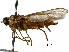  (Mapuchemyia - CCDB-31122-D07)  @11 [ ] CreativeCommons - Attribution (2017) CBG Photography Group Centre for Biodiversity Genomics