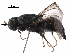  ( - CCDB-31123-A03)  @11 [ ] CreativeCommons - Attribution (2017) CBG Photography Group Centre for Biodiversity Genomics
