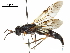  ( - CCDB-31123-A09)  @11 [ ] CreativeCommons - Attribution (2017) CBG Photography Group Centre for Biodiversity Genomics