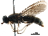 ( - CCDB-31123-B03)  @11 [ ] CreativeCommons - Attribution (2017) CBG Photography Group Centre for Biodiversity Genomics
