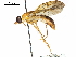  (Ptecticus aurifer - CCDB-31123-B07)  @11 [ ] CreativeCommons - Attribution (2017) CBG Photography Group Centre for Biodiversity Genomics