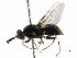  (Caloparyphus tetraspilus - CCDB-31123-B11)  @14 [ ] CreativeCommons - Attribution (2017) CBG Photography Group Centre for Biodiversity Genomics