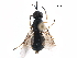  (Hermionella - CCDB-31123-C01)  @11 [ ] CreativeCommons - Attribution (2017) CBG Photography Group Centre for Biodiversity Genomics