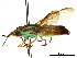  ( - CCDB-31123-C11)  @11 [ ] CreativeCommons - Attribution (2017) CBG Photography Group Centre for Biodiversity Genomics