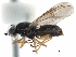  (Acanthasargus - CCDB-31123-D04)  @11 [ ] CreativeCommons - Attribution (2017) CBG Photography Group Centre for Biodiversity Genomics
