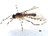  ( - CCDB-31123-D05)  @11 [ ] CreativeCommons - Attribution (2017) CBG Photography Group Centre for Biodiversity Genomics
